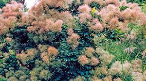 Cotinus coggygria. European smoke bush produces bright-green leaves and 20cm-long flower plumes that eventually turn a smoky grey - credit all images: Floramedia